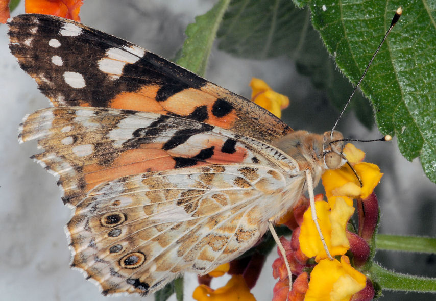 Vanessa cardui sulle lantane